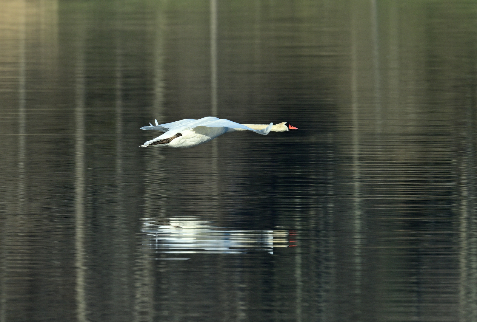 Stugor i Bågviks stugområde